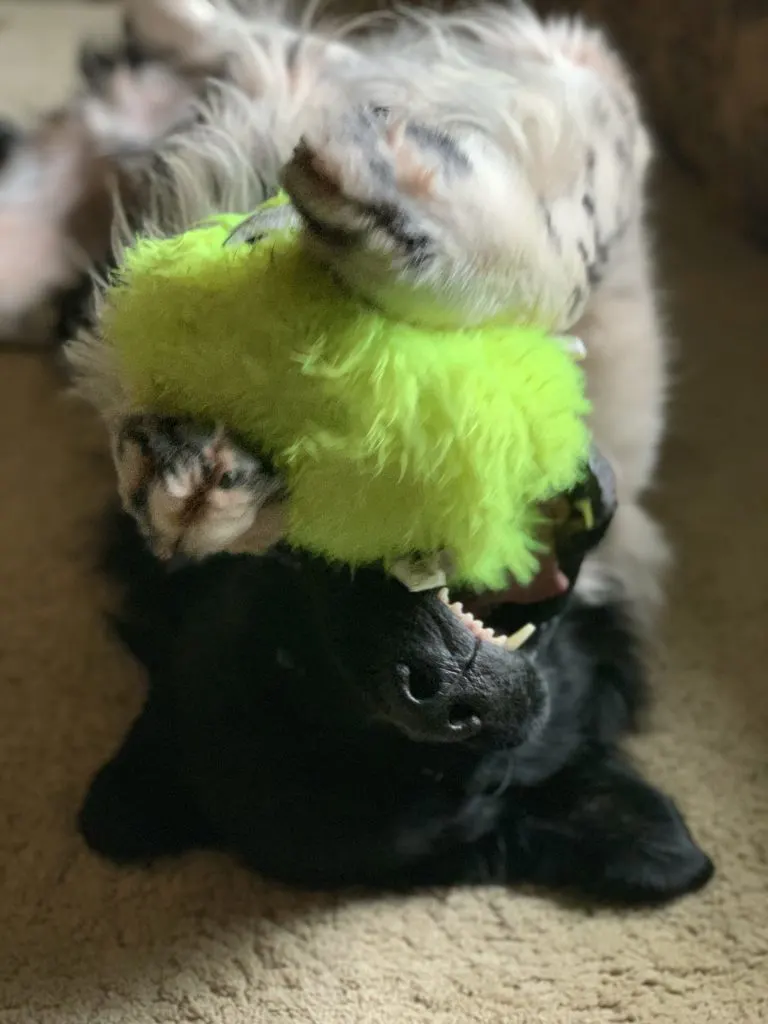 dog playing with Furballz
