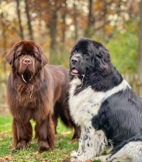 brown Newfoundland dog and Landseer Newfoundland dog drooling