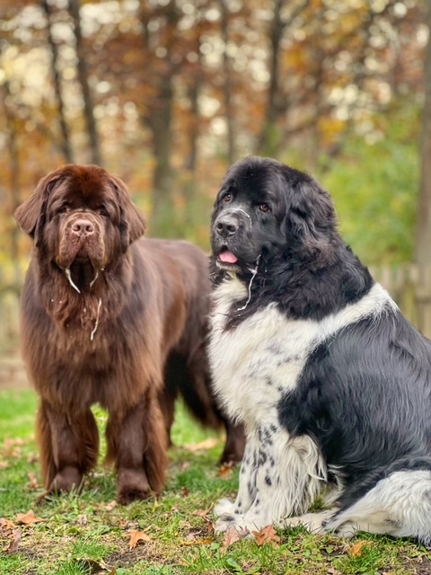 brown Newfoundland dog and Landseer Newfoundland dog drooling