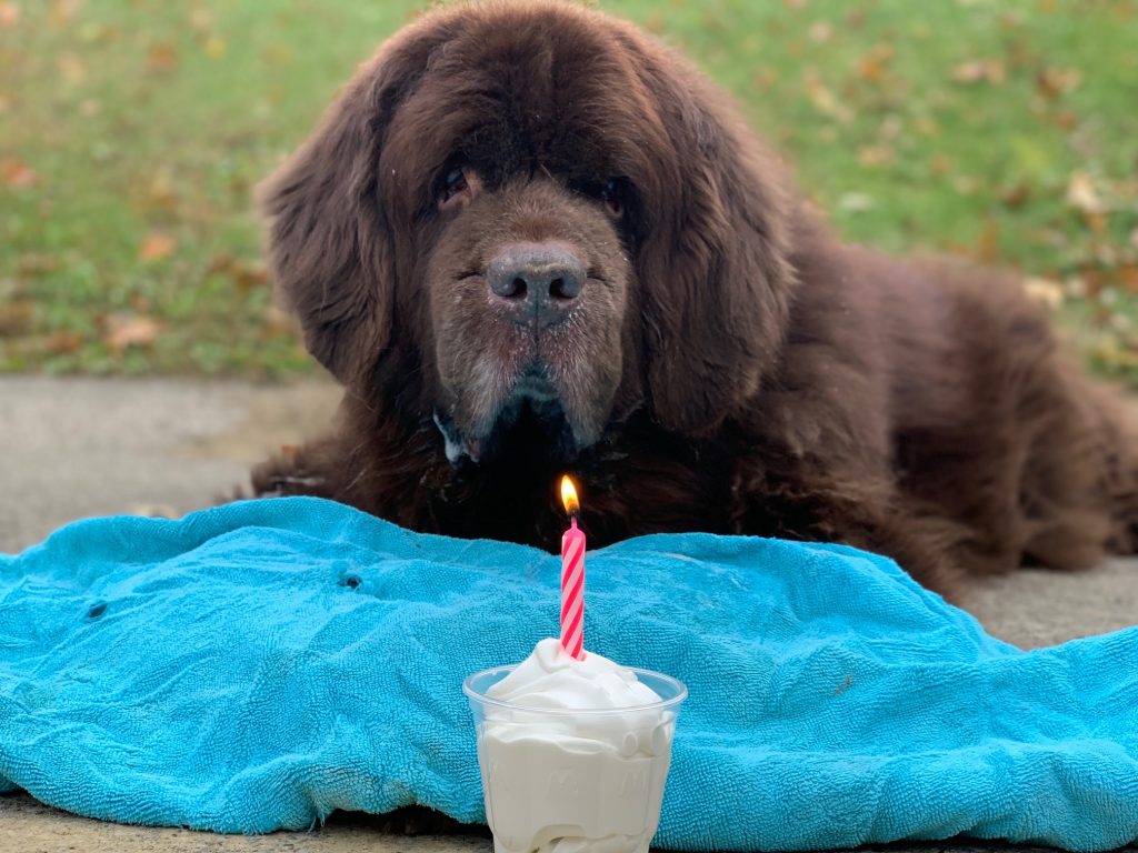 newfoundland dog celebrates birthday