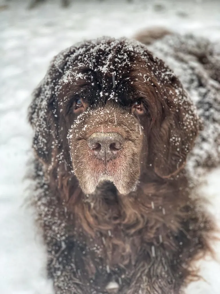 newfoundland dog in the snow