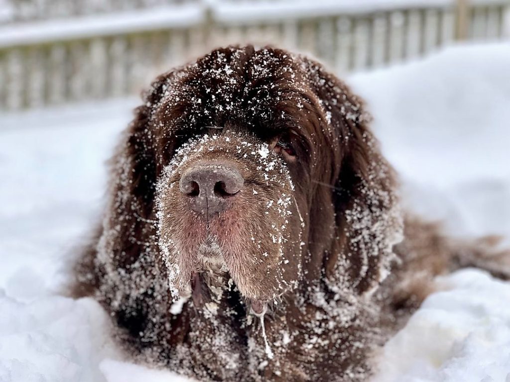 brown newfoundland dog in the snow