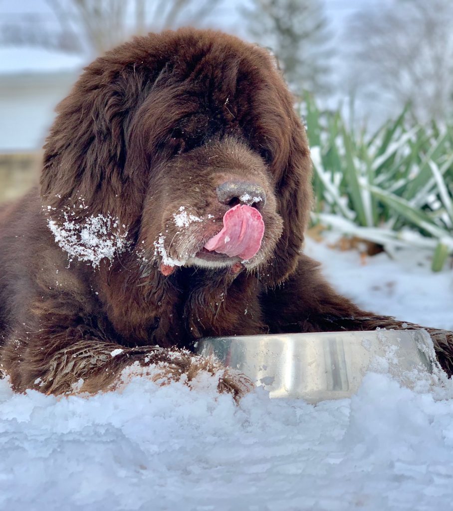 brown newfoundland dog eating snow