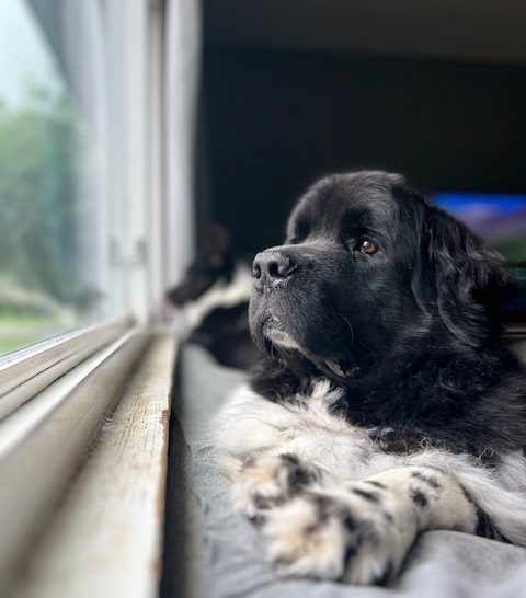 newfie looking out the window