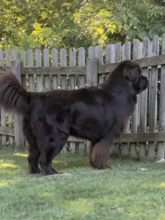 will a Newfie protect your yard and house