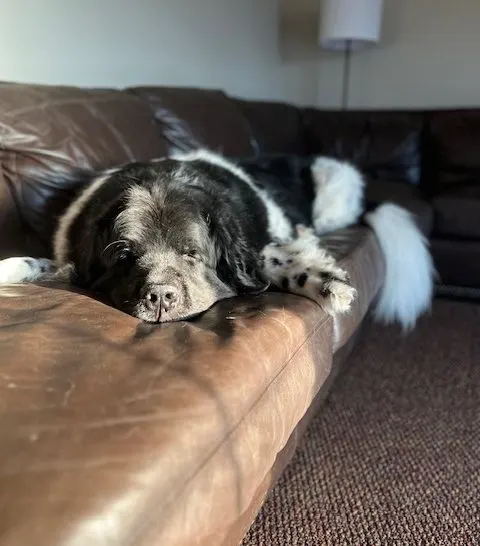 newfoundland taking a nap on a couch