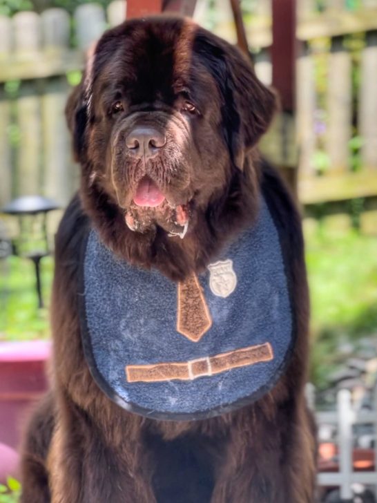 Newfoundland dog wearing cute drool bib