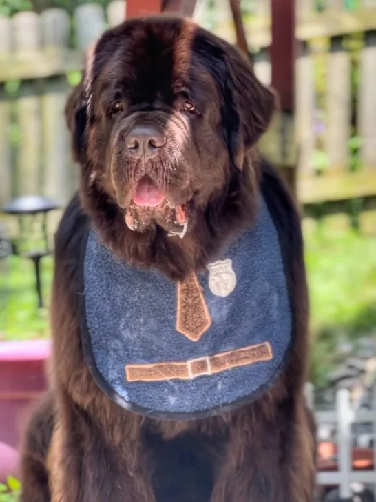 Newfoundland dog wearing cute drool bib