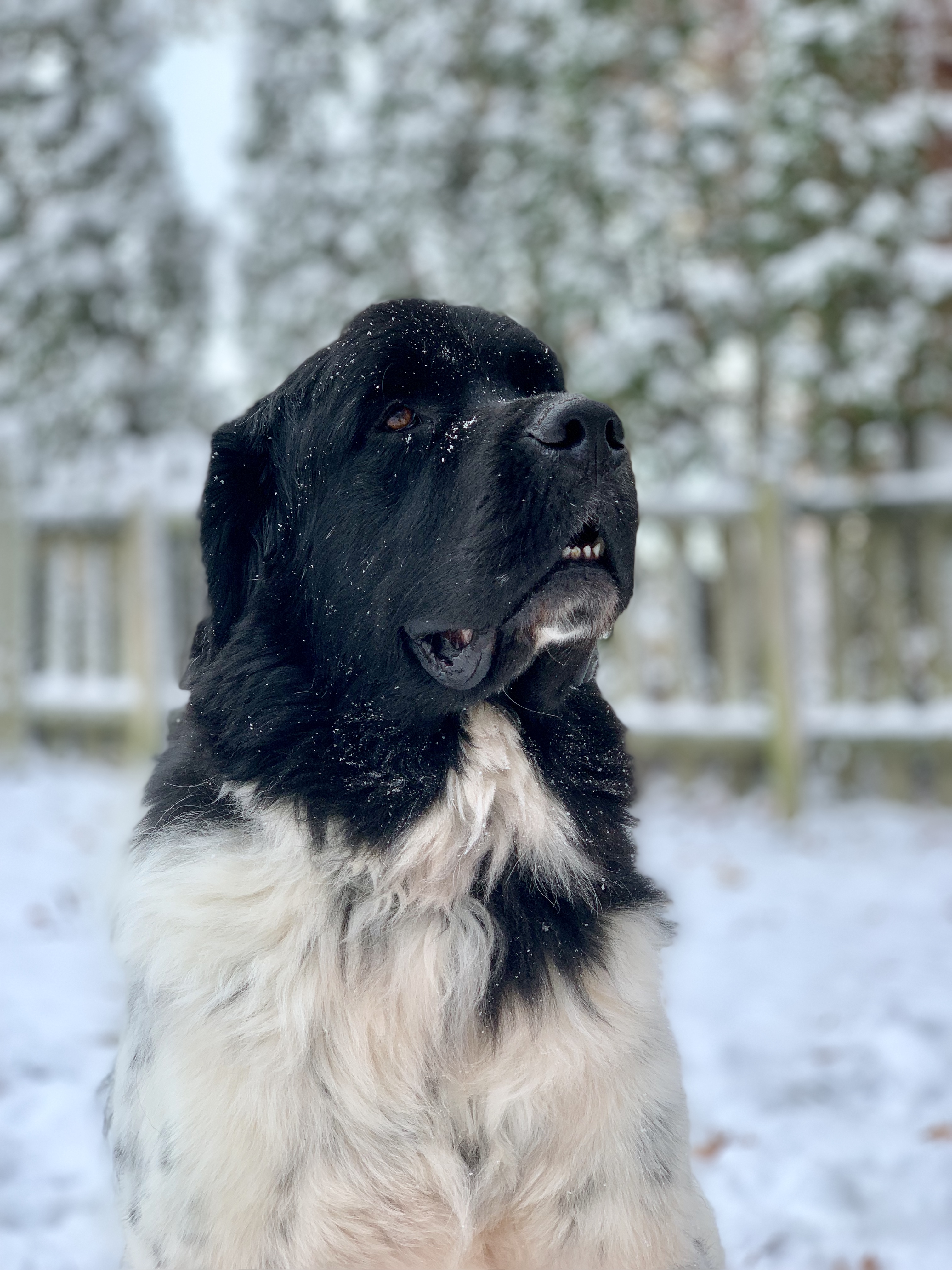 landseer dog in snow