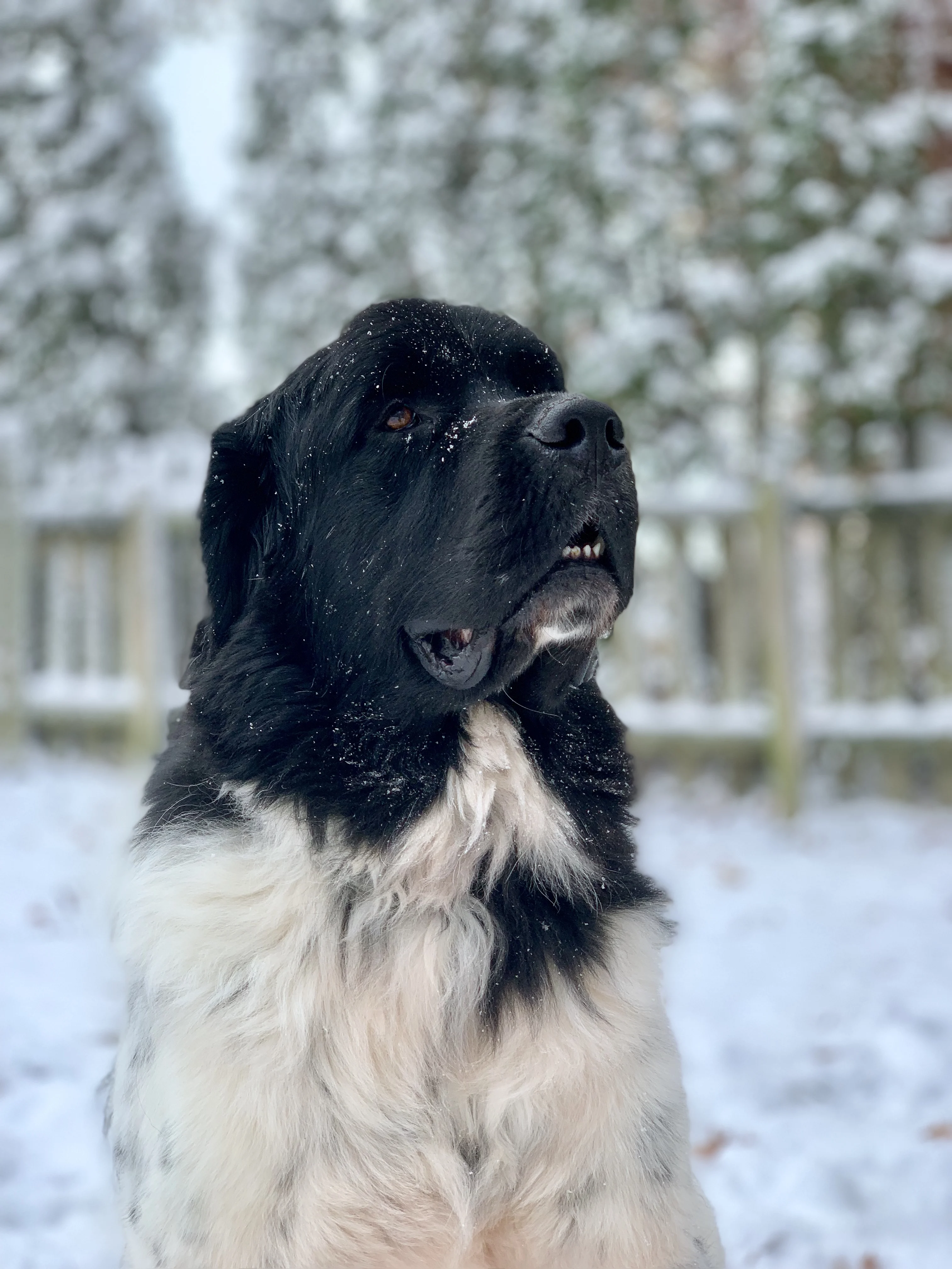 landseer dog in snow