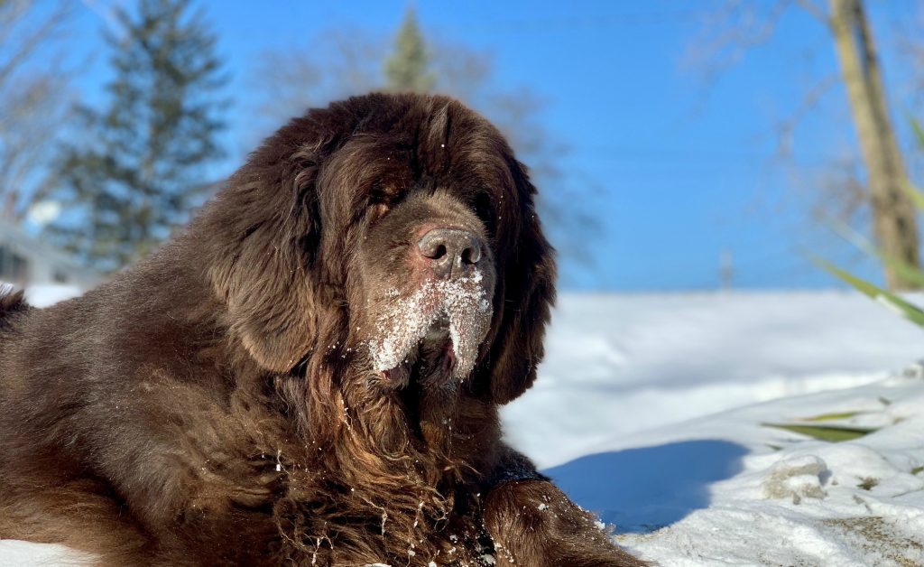 newfoundland dog with snow on mouth