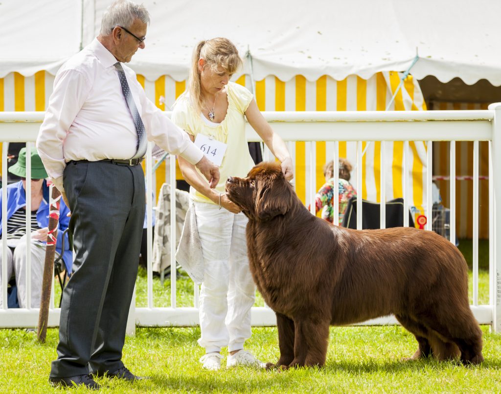 brown newfoundland dog being judged at dog show