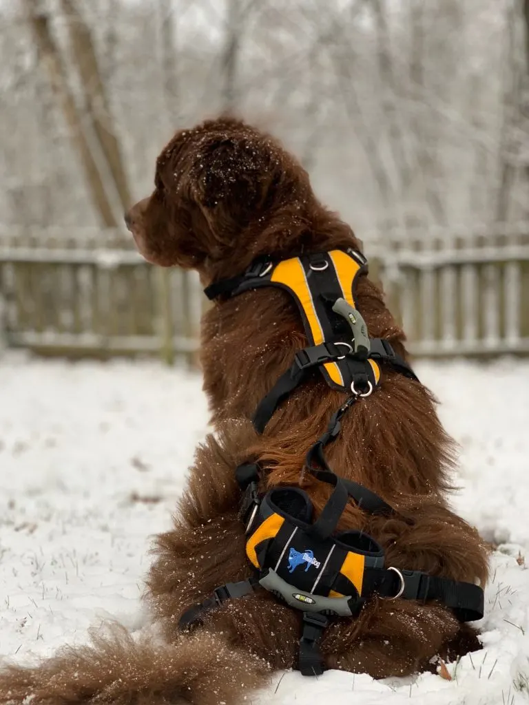 brown newfoundland dog wearing lifting harness in the snow