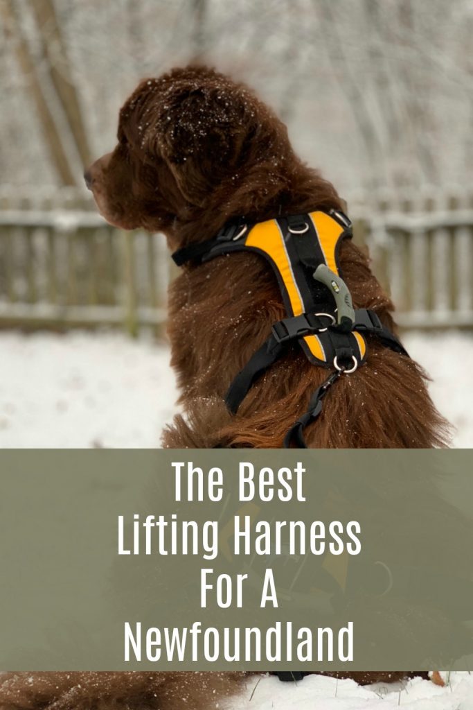 newfoundland dog wearing a lifting harness