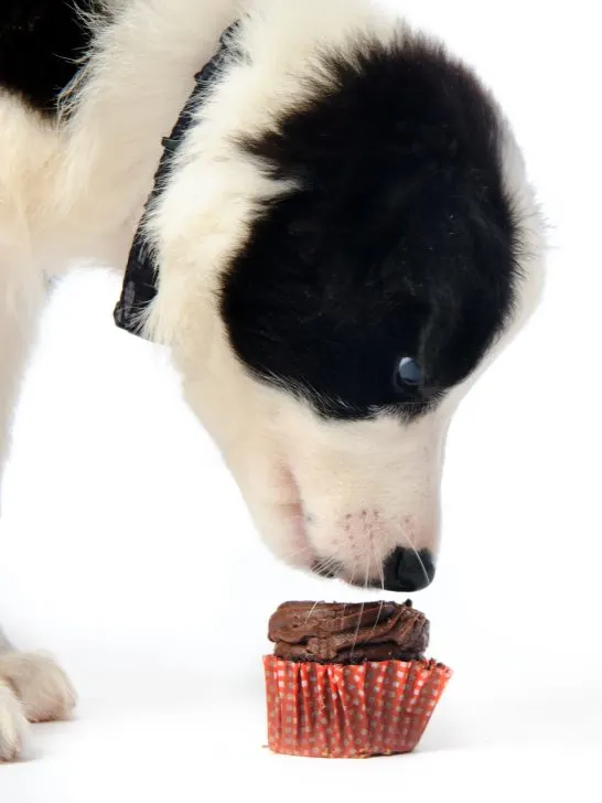 how long does it take a dog to get sick after eating chocolate