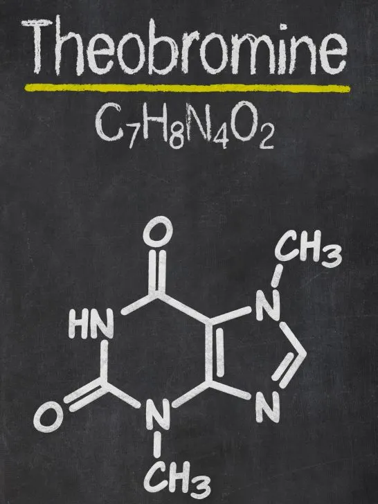 Cocoa powder, baker's chocolate and dark chocolate contain the highest levels of Theobromine.
