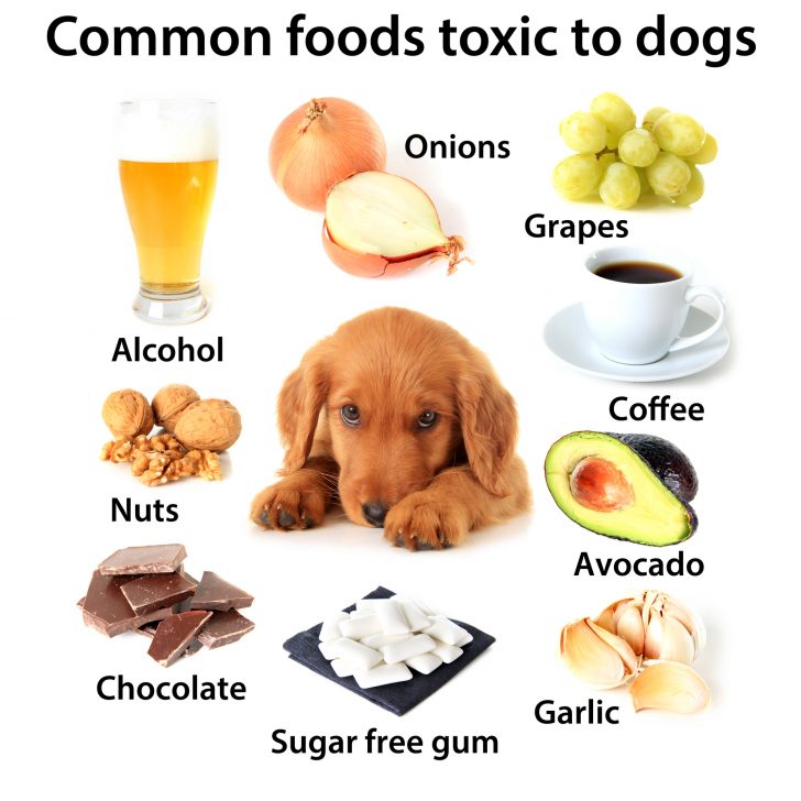 common foods toxic to dogs