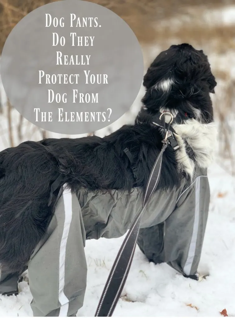 Dog pants can help protect your dog's coat and skin from rain, mud, slush and snow.