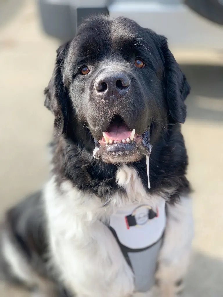 odin the adopted Newfoundland