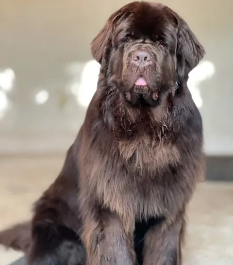 dark chocolate and dogs