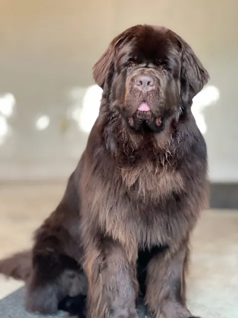 dark chocolate and dogs