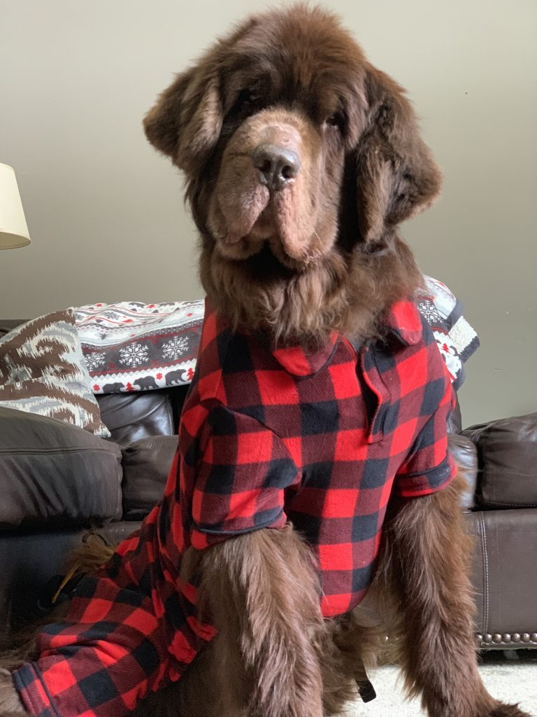 brown newfoundland dog in buffalo pajamas