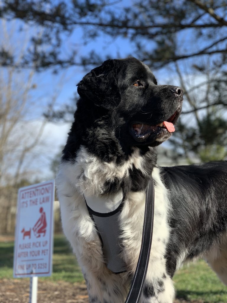 newfie with walking harness and leash