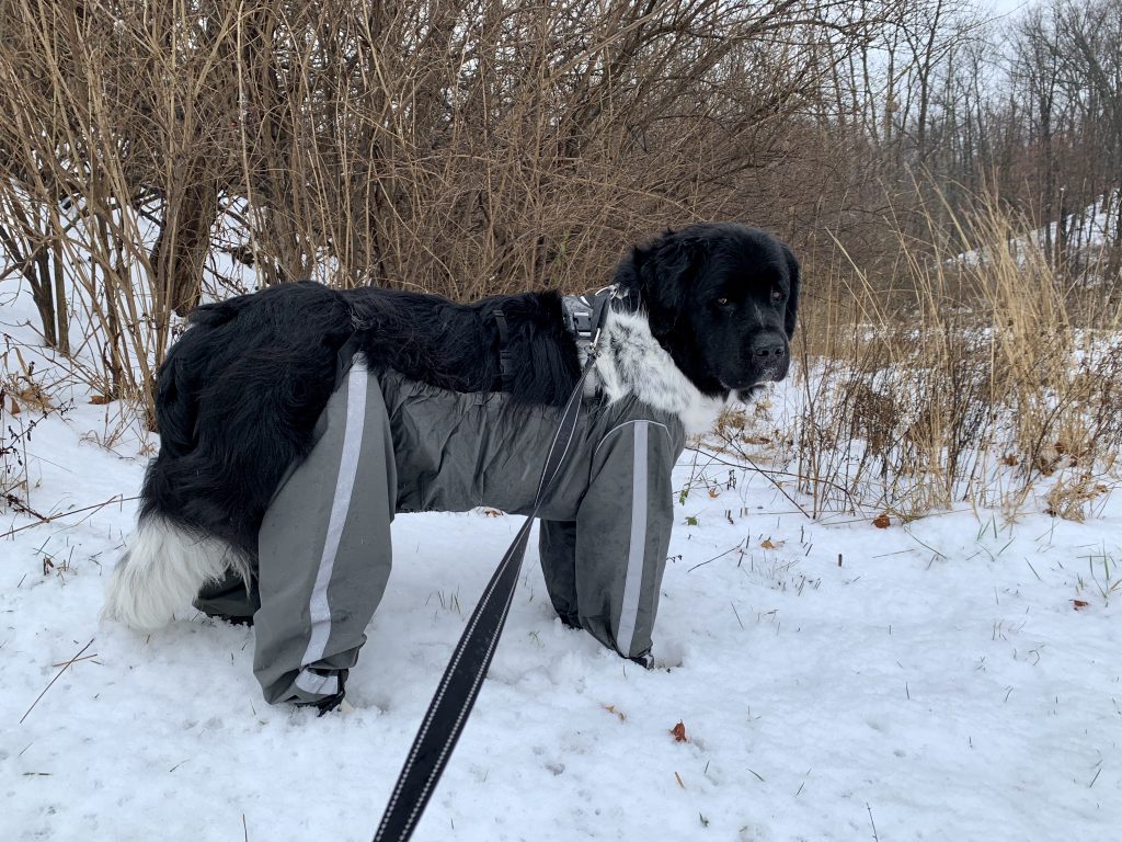big dog wearing pants