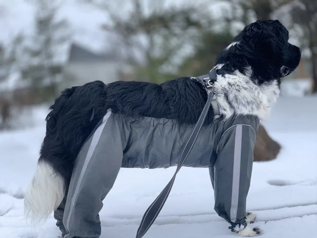 newfoundland dog in snow wearing dog pants