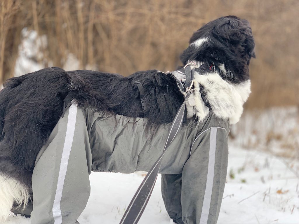 landseer newfoundland wearing dog pants in the snow
