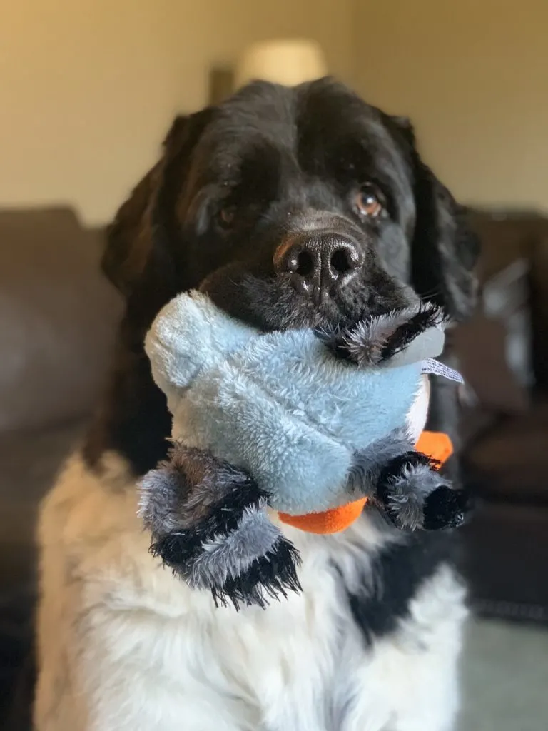 landseer newfie holding bird toy
