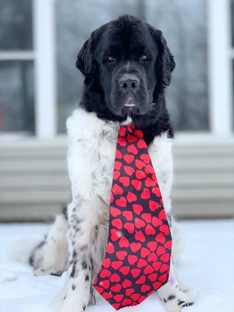 landseer newfoundland wearing a tie