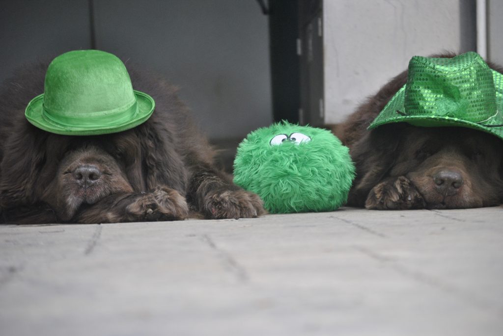 2 brown newfoundland dogs wearing green hats