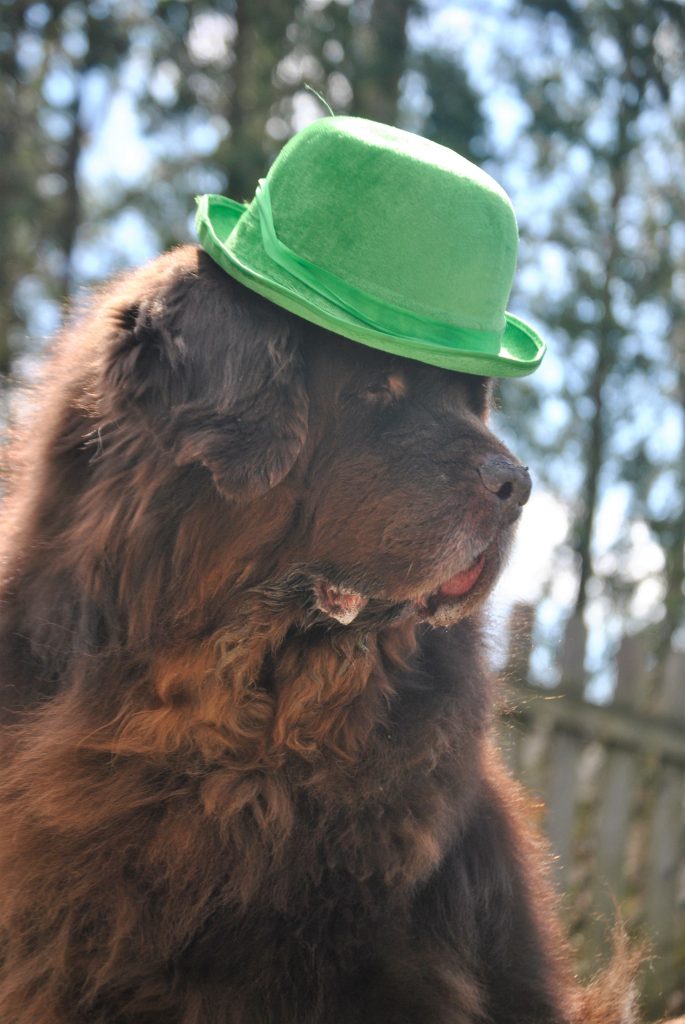 newfoundland dog wearing St. Patrick's Day Hat