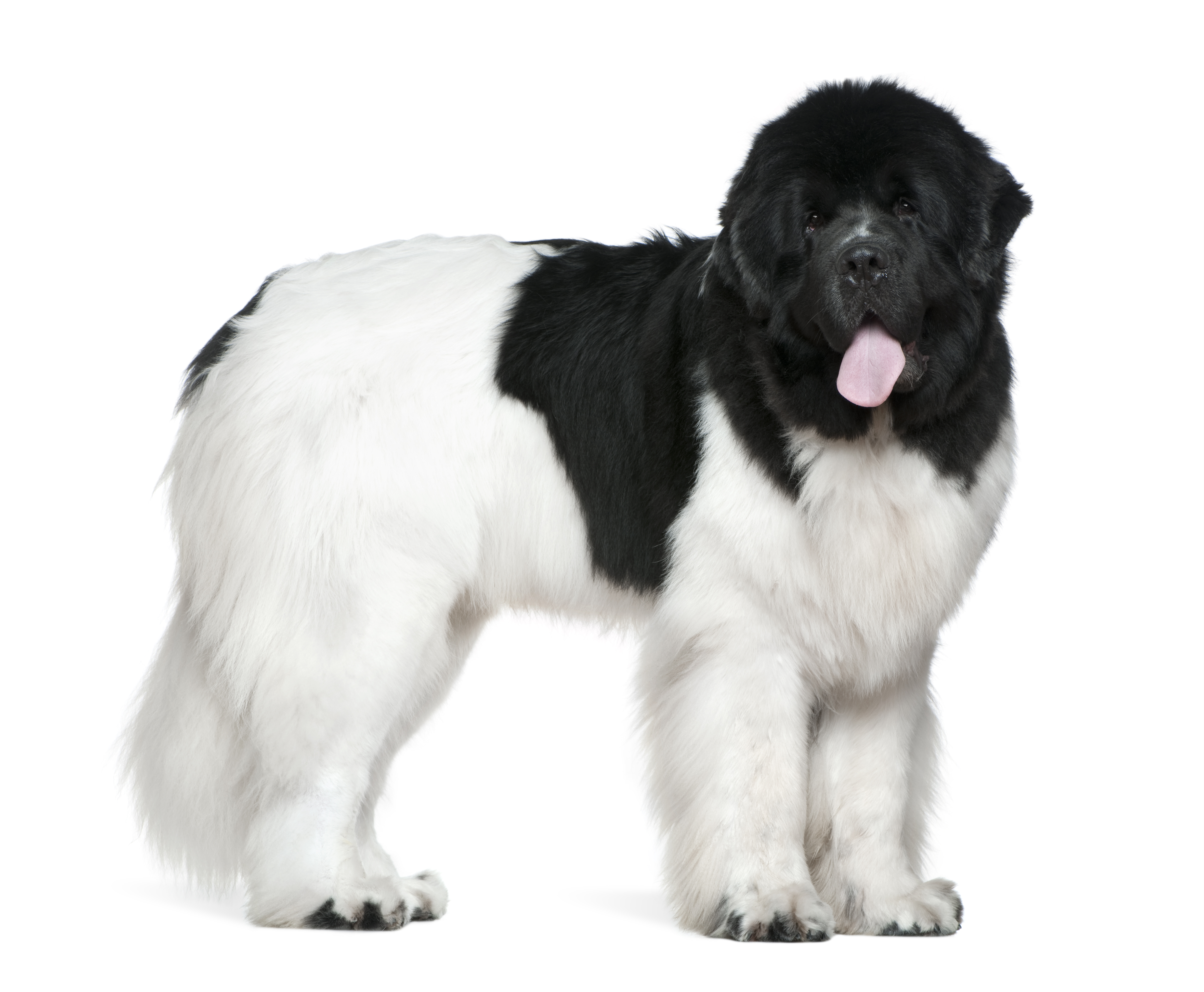 white and black newfoundland dog