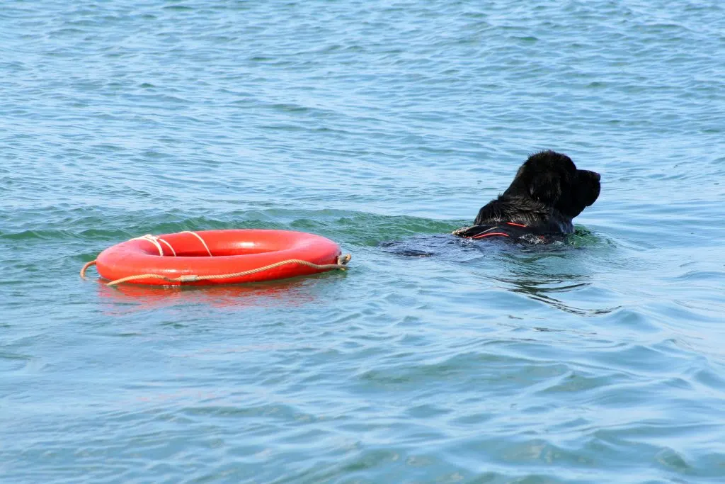newfoundland dog swimming as a working dog