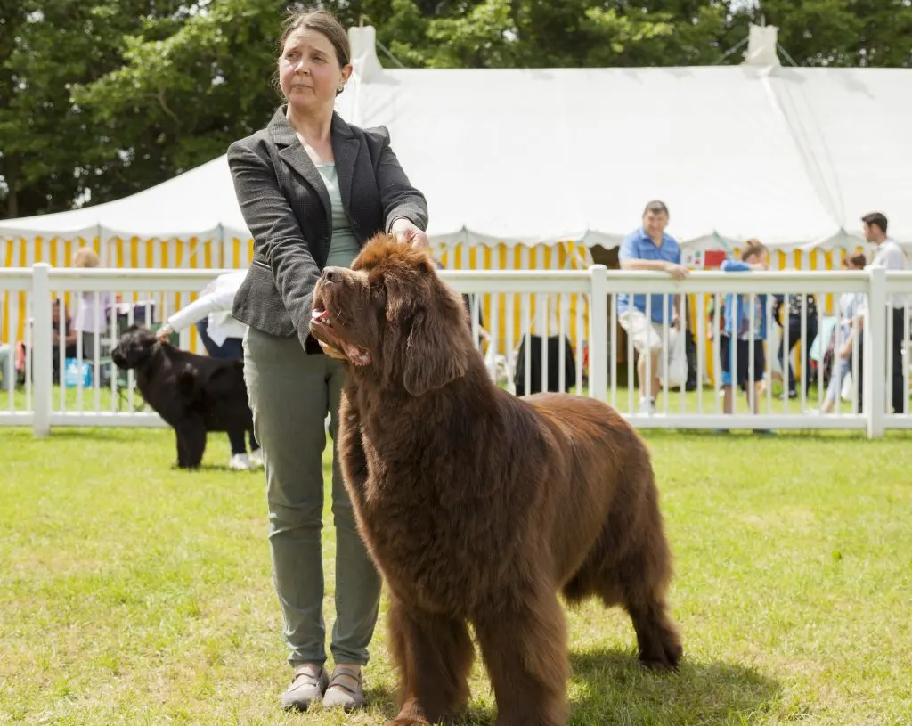 brown newfoundland dog in the show ring