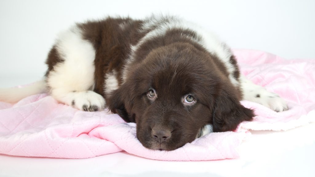 brown and white newfoundland puppy dog