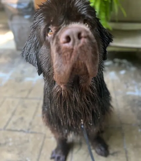 wet newfoundland dog sitting after a bath