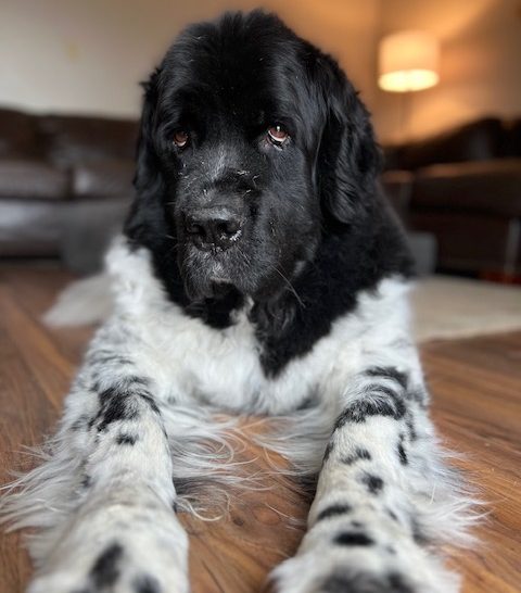 landseer Newfoundland with front legs stretched out