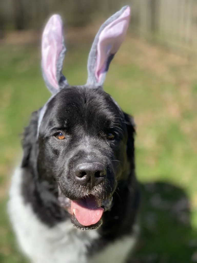 newfoundland dog wearing bunny ears