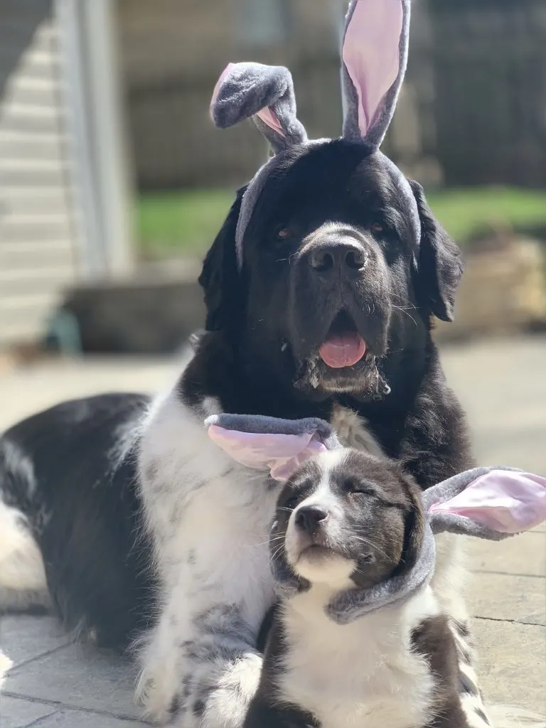corgi puppy and newfie wearing bunny ears