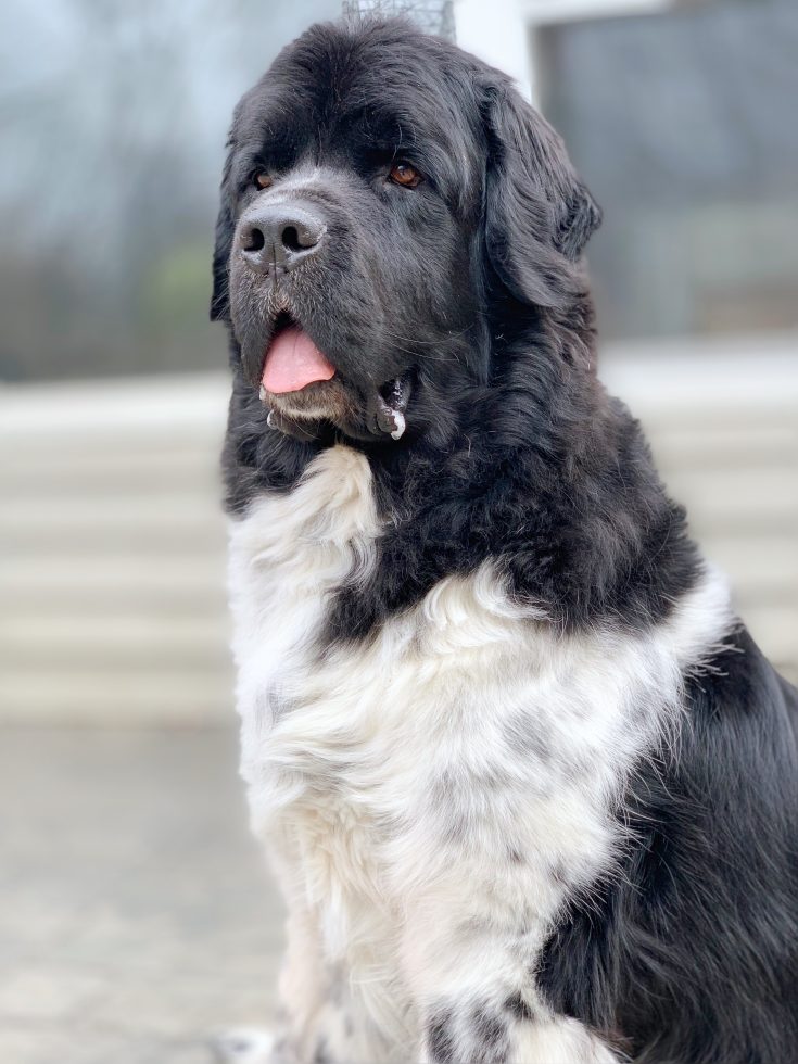 When Should A Newfoundland Dog Be Spayed Or Neutered My Brown Newfies