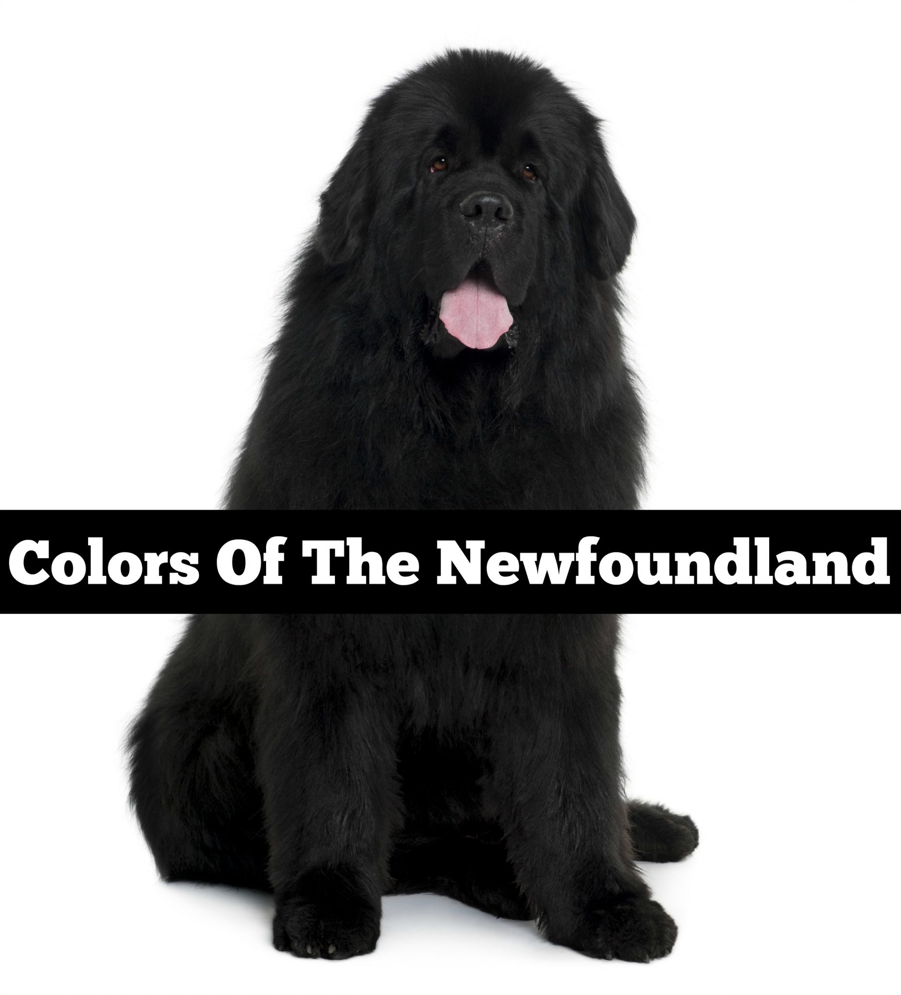 A Look At Newfoundland Dog Colors My Brown Newfies