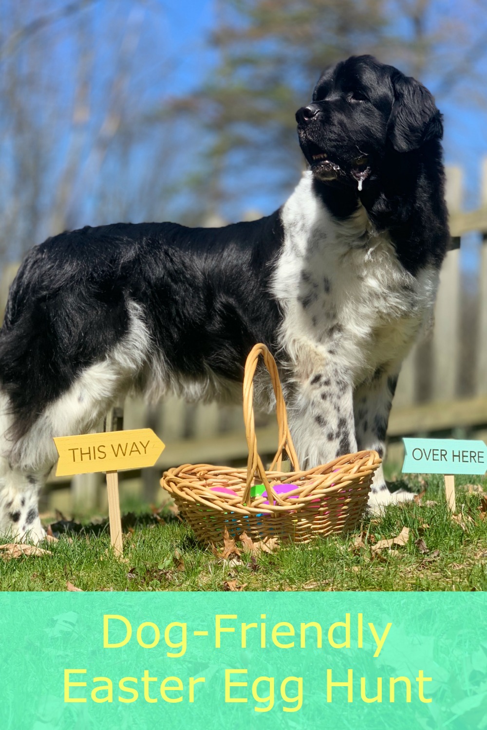 Create A Dog Easter Egg Hunt For Your Newf My Brown Newfies