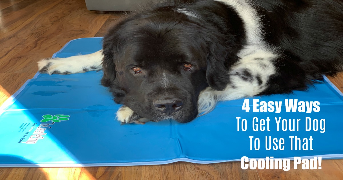 https://mybrownnewfies.com/wp-content/uploads/2020/05/4-easys-to-get-your-dog-to-use-that-cooling-pad.jpg