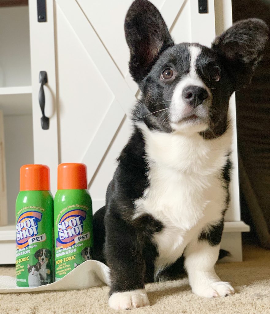 corgi puppy with spot shot stain remover