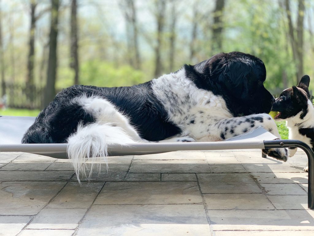 newfoundland dog on elevated dog cot