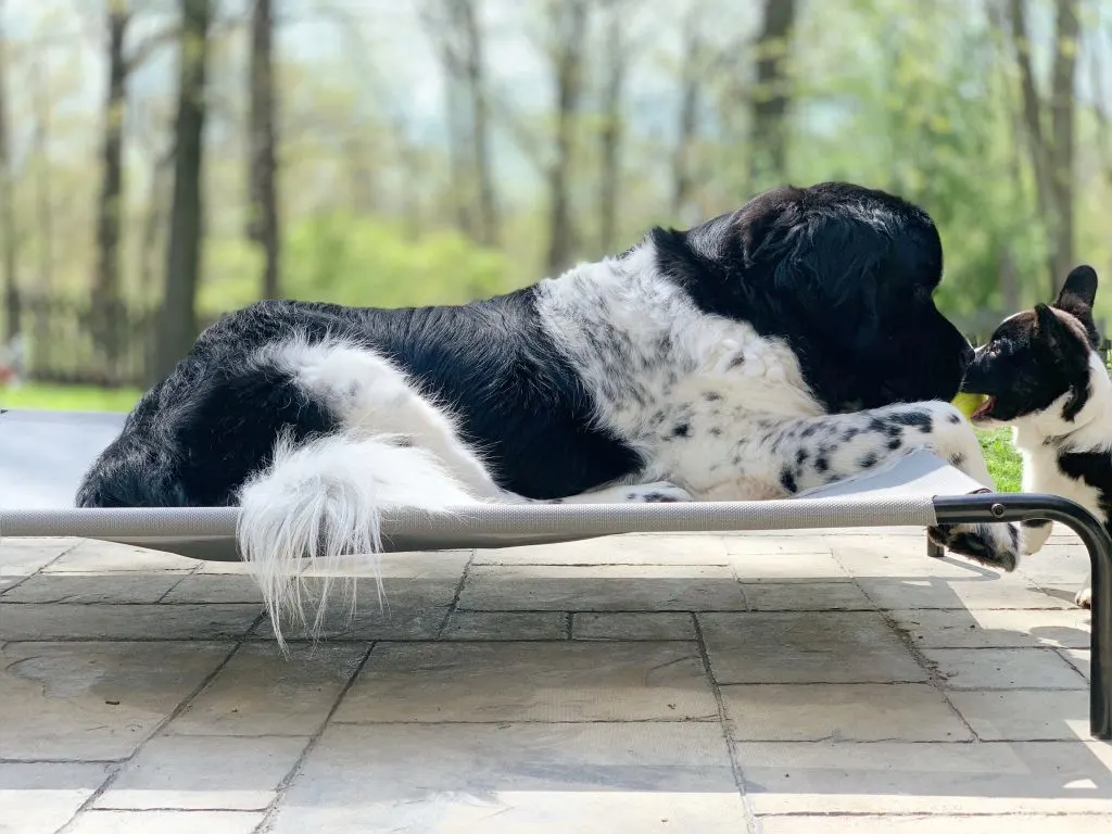 newfoundland dog on elevated dog cot