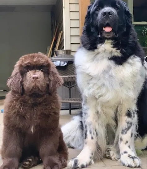 adult Newfoundland sitting with brown Newfie puppy